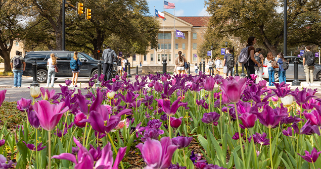 TCU purple tulips by University Drive